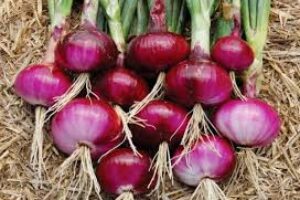 Onions Crop