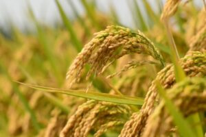 Rice Crop (Paddy) 